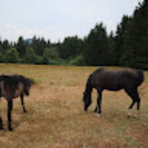 Meet your Posher, Abbie